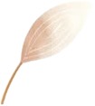 a white flower with a stem on a white background 2.jpg